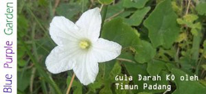 diabetes coccinia grandis