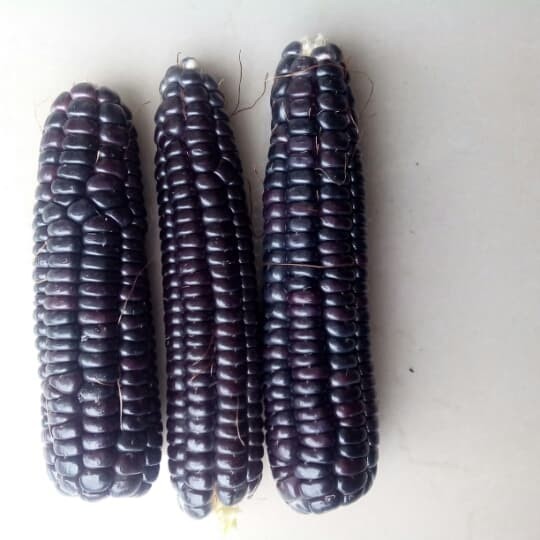 Benih bibit jagung ungu 20 butir biji