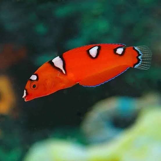 Info Ikan Hias Air Laut Travelbon.com Info Ikan Hias Air Laut Travelbon.com