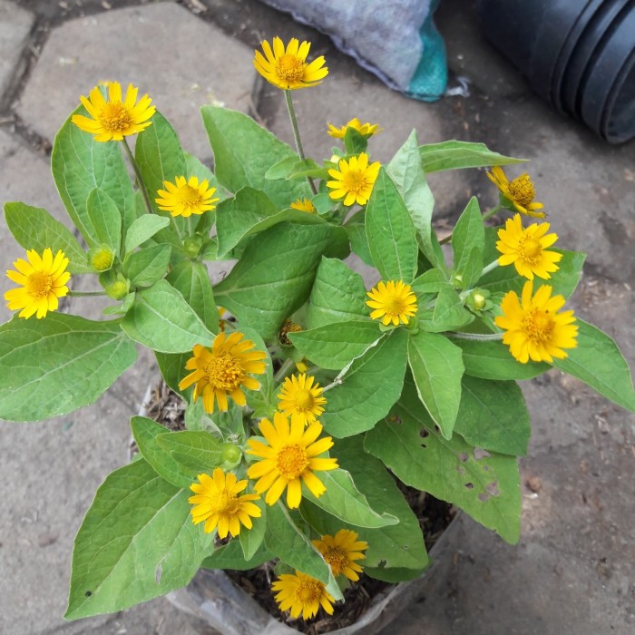 Download 2000 Wallpaper Bunga Daisy HD Terbaik Download 2000 Wallpaper Bunga Daisy HD Terbaik