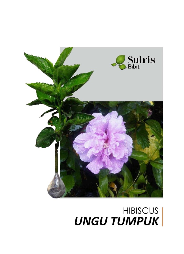 Tanaman Hias Bunga Hibiscus Ungu Tumpuk