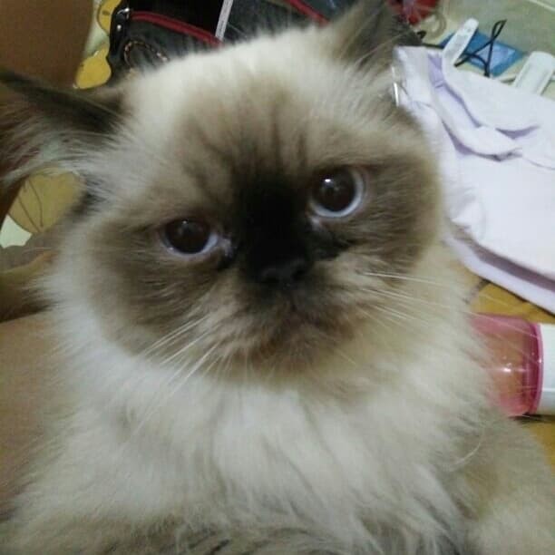 Katalog Kucing Himalaya Travelbon.com Katalog Kucing Himalaya Travelbon.com