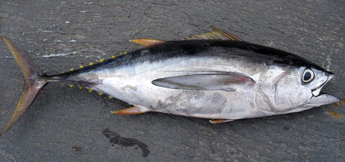 Jual ikan tuna ekor kuning - Kab. Biak Numfor - ikan segar papua ...