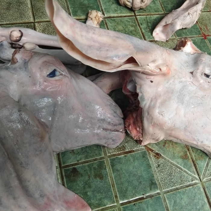 84 Gambar Binatang Kepala Kambing HD