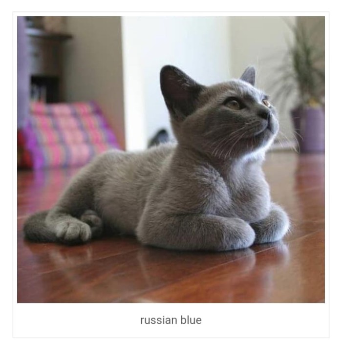 Harga Kucing Russian Blue Travelbon.com Harga Kucing Russian Blue Travelbon.com