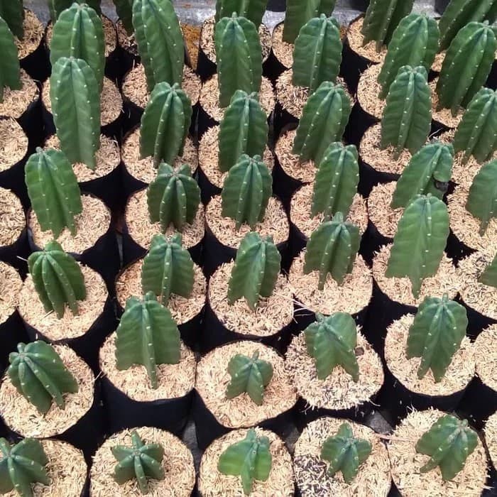800+ Gambar Flora Kaktus HD Paling Baru 800+ Gambar Flora Kaktus HD Paling Baru