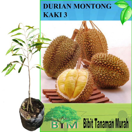 101+ Gambar Tanaman Durian Montong Paling Keren 101+ Gambar Tanaman Durian Montong Paling Keren