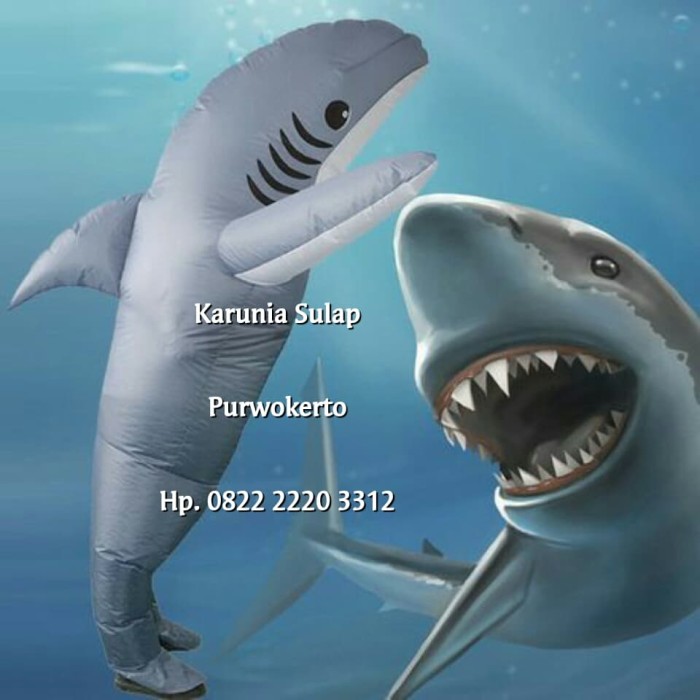 101+ Gambar Ikan Hiu Anak Sd Gratis Terbaru