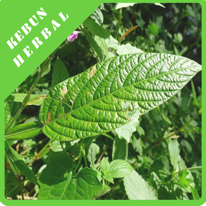 5000 Gambar Daun Duduk Gratis 5000 Gambar Daun Duduk Gratis