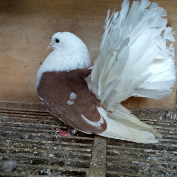 105 Foto Gambar Burung Merpati Hias Hd Paling Keren Gambar Burung