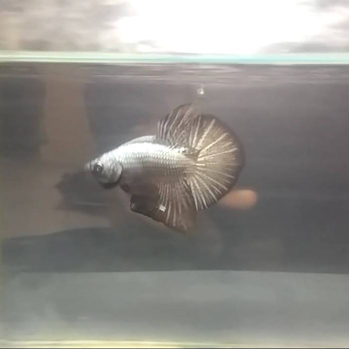 Jual Ikan Hias Cupang Plakat Black Copper Sni Jakarta Timur Monsanvapor Tokopedia
