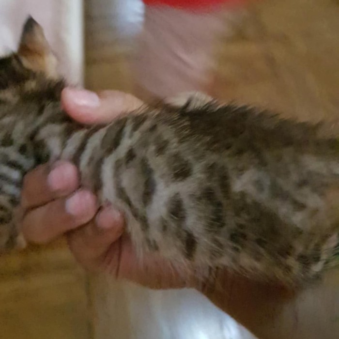 Harga Kucing Bengal Travelbon.com Harga Kucing Bengal Travelbon.com