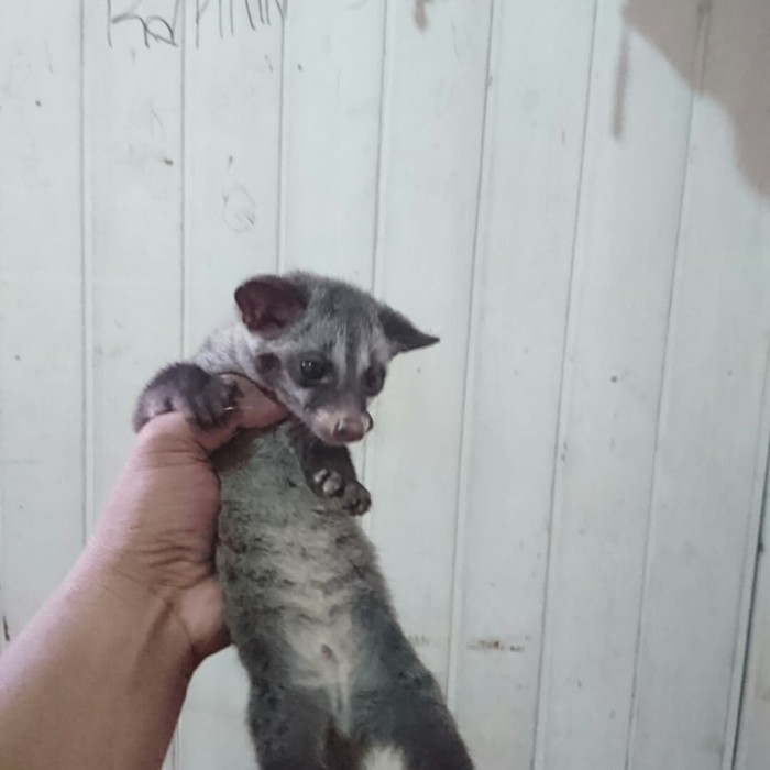 Info Musang Pandan Baby Hargano.com Info Musang Pandan Baby Hargano.com