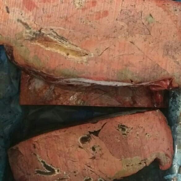 Jual paru sapi - Kab. Bekasi - MEAT ZONE | Tokopedia