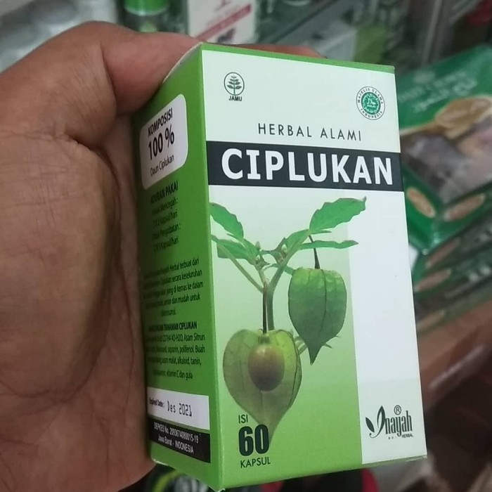 Diabetes obat ciplukan yang