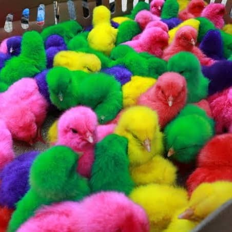 87+ Gambar Ayam Warna Warni Kekinian 87+ Gambar Ayam Warna Warni Kekinian