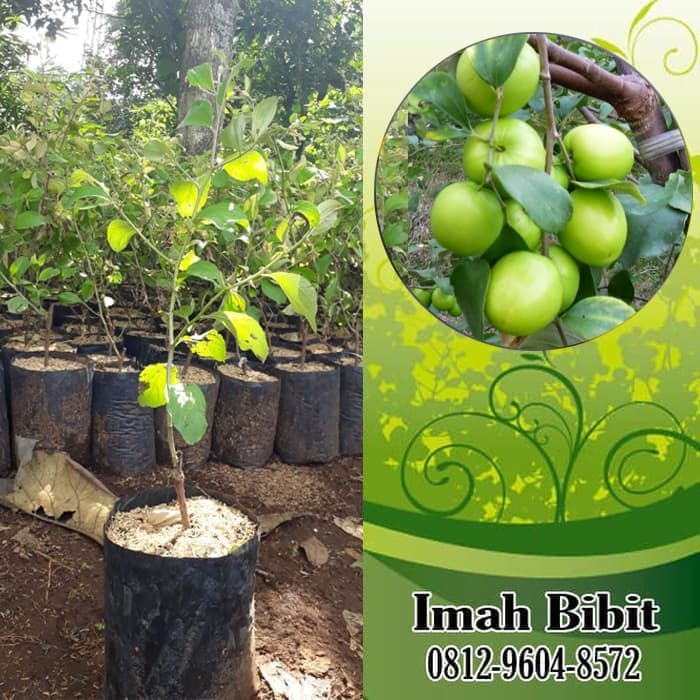 84 Gambar Tanaman Apel India HD 84 Gambar Tanaman Apel India HD