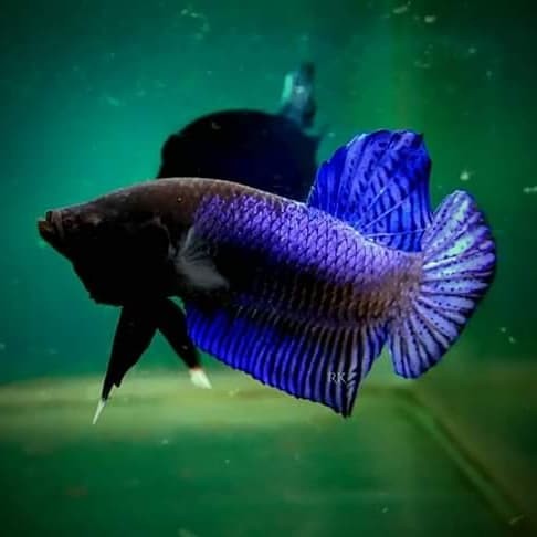 960 Koleksi Gambar Ikan Cupang Aduan Yang Bagus Gratis