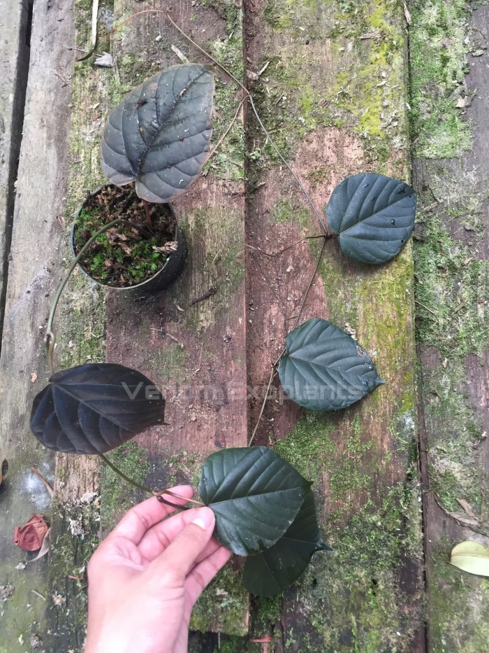 4000+ Gambar Daun Sirih Hutan HD Paling Baru 4000+ Gambar Daun Sirih Hutan HD Paling Baru