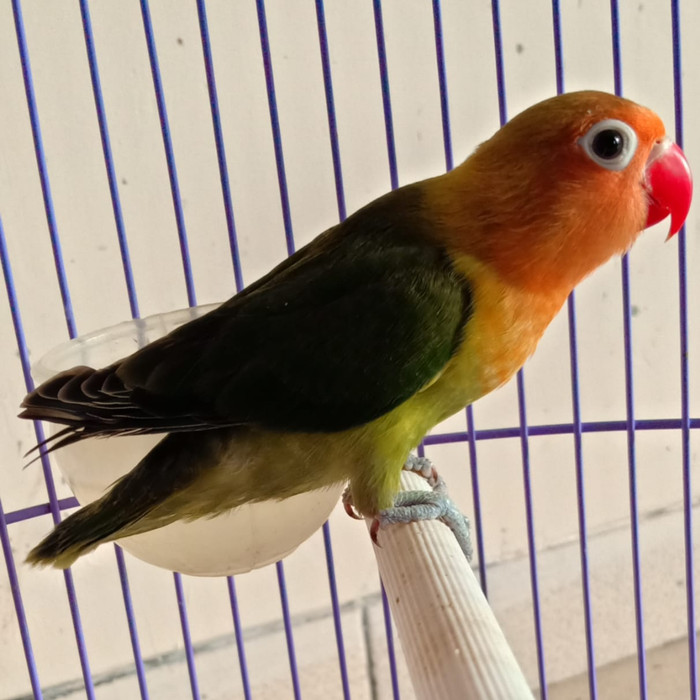 86+ Gambar Lovebird Dark Green 86+ Gambar Lovebird Dark Green