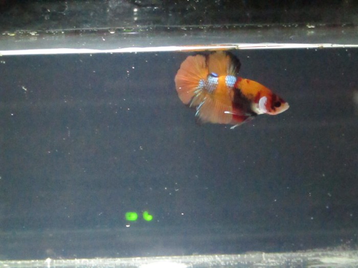 Jual Ikan Cupang Leopard Kota Tangerang Selatan Bettafishmantul Tokopedia