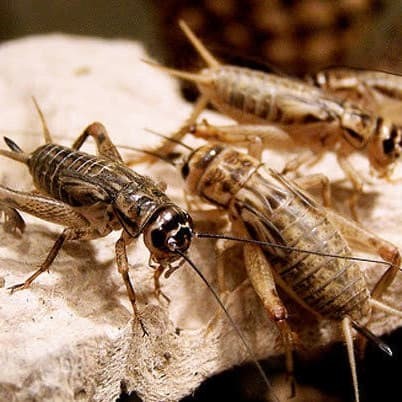 30+ Ide Gambar Jangkrik Sketsa 2d Tea And Lead