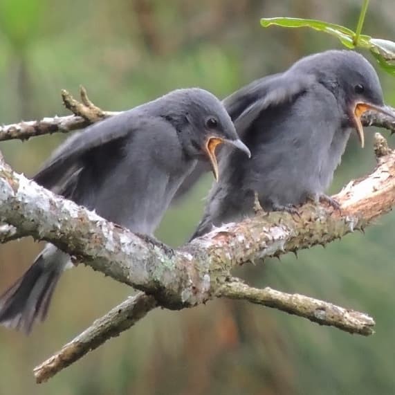 Jual Lolohan Sri Gunting Abu Kota Bogor Bandar Burung Lolohan