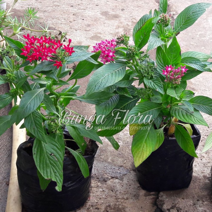 Jual Tanaman Hias Bunga Pentas Paket 2 Pcs(Merah,Pink ...