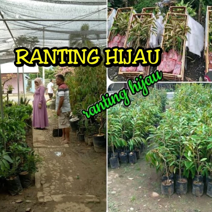 Kertas Kerja Penanaman Durian Kertas Kerja Penanaman Durian Musang King Bibit Unggul Kawasan Penanaman Durian Sesuai Ditanam Di Tapak Sawah Tinggal Asalkan Kawasan Tersebut Mempunyai Saliran Yang Baik Iaitu Tidak