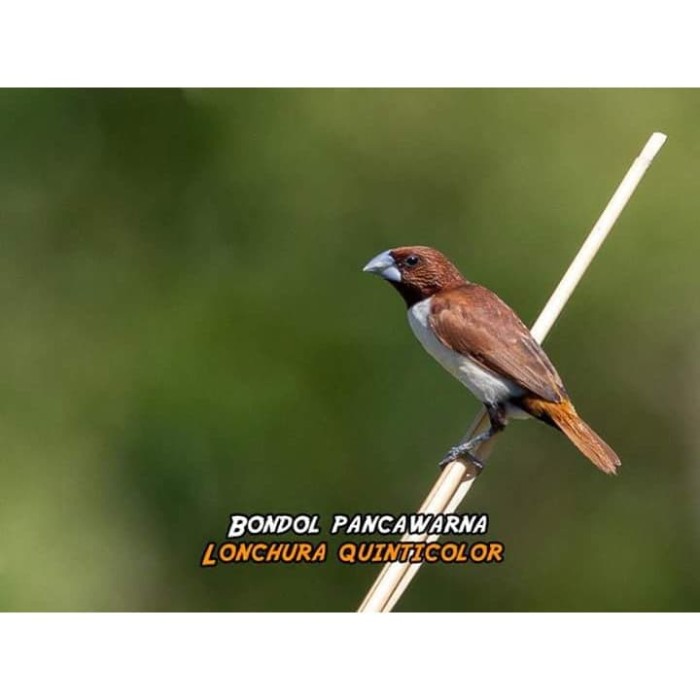 Jual Burung Pipit Emprit Finch Quintycolor Jakarta Utara
