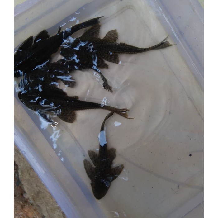 Jual Jual Ikan sapu-sapu hitam - Kab. Bekasi