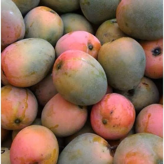 Jual mangga gedong gincu - Jakarta Timur - PAKET USAHA | Tokopedia