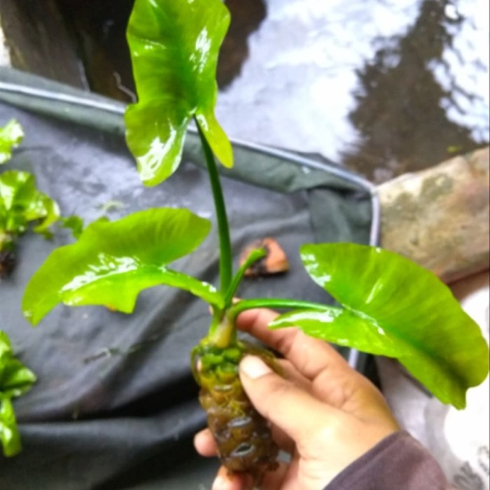 Jual tanaman aquarium water dog Kab. Bogor air tawar Ill Tokopedia