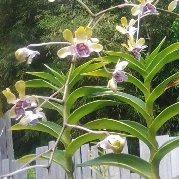 Jual Dendrobium Violaceoflavens Sp Atau Anggrek Besi Papua Kab