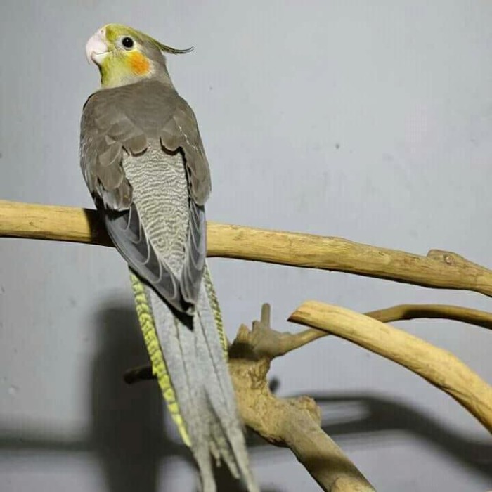 Jual Burung Falk Jinak Jenis Grey Kab Sleman Itokparrot