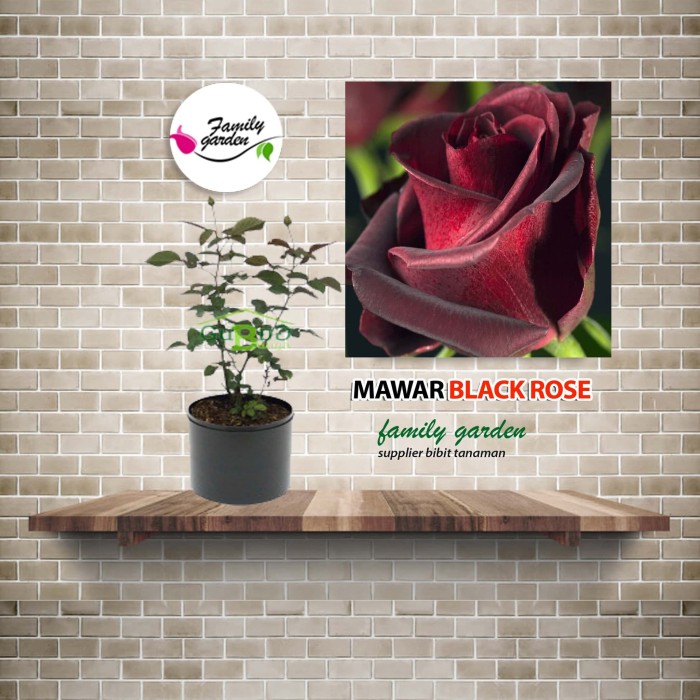 Jual Tanaman Hias Bunga Mawar Black Rose Kota Malang Family Garden Tokopedia