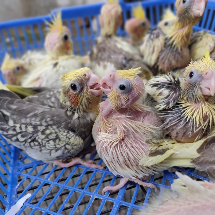 Jual Lolohan Parkit Australia Falk Cockatiel Kab Sleman
