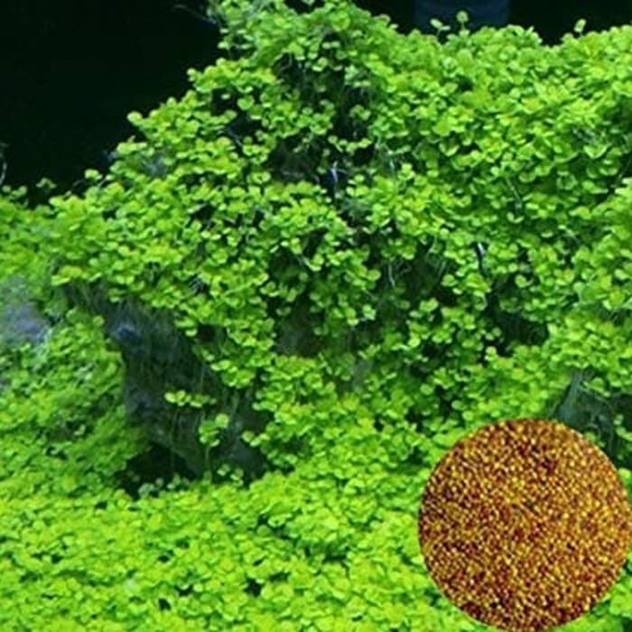 how to grow aquarium love grass