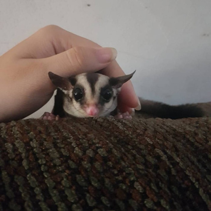 Jual Sugar Glider Wfb White Face Blonde Kota Cimahi Jual Tokoh Tokopedia