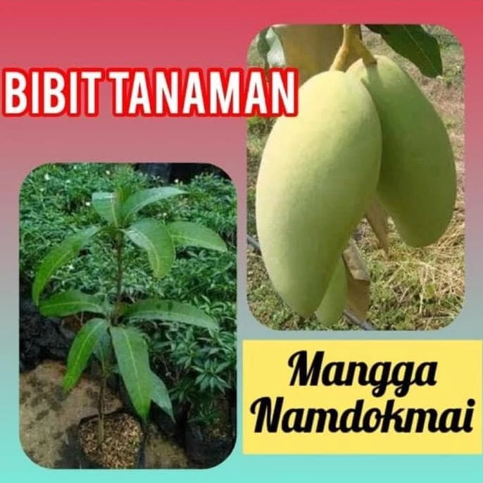 nam doc mai mangos y diabetes