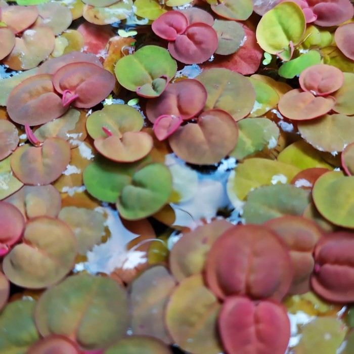 Jual RARE RED ROOT FLOATING PLANT (PHYLLANTHUS FLUITANS