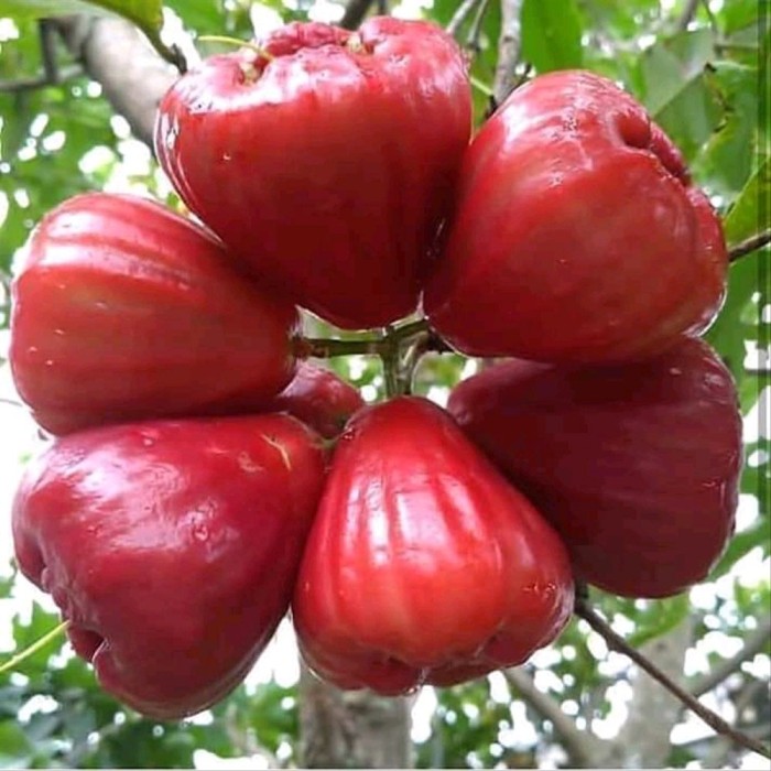 jambu red