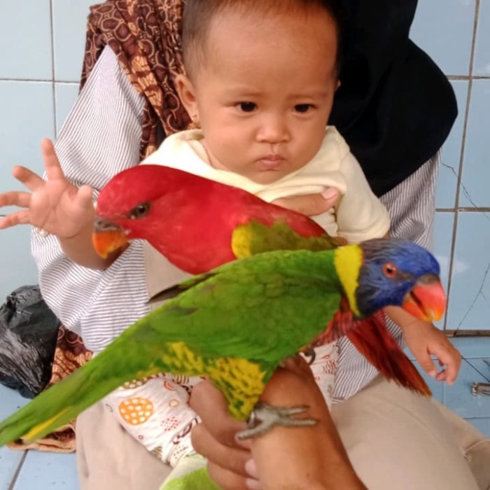Jual Burung Nuri Pelangi Jakarta Timur Rohim Shoope Tokopedia