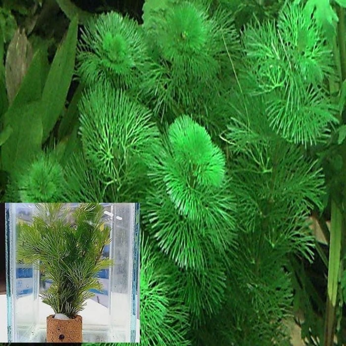 Jual per pot kabomba hidup tanaman air untuk aquarium dan Jual per pot kabomba hidup tanaman air untuk aquarium dan
