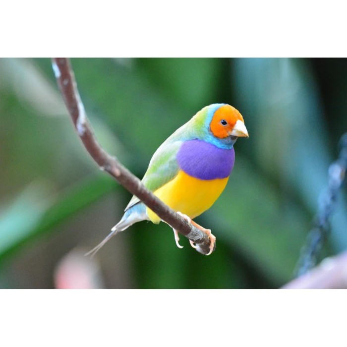 Jual Burung Import Finch Gould Amadine Kepala Orange Jantan