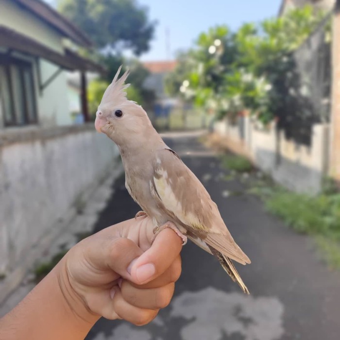 Jual Burung Parkit Australia White Face Lolohan Kab Sleman
