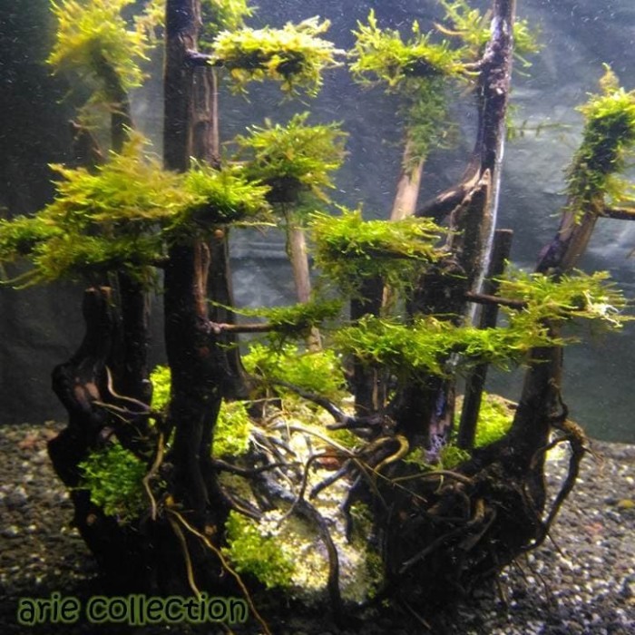 Jual pohon  bonsai jungle hardscape untuk  aquascape 