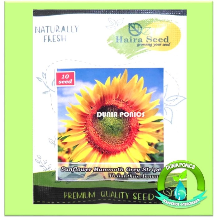 Jual Benih Bunga Matahari Sunflower Mammoth Grey Stripe Haira Seed 10 Butir Kota Tangerang Selatan Dunia Ponics Tokopedia