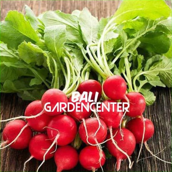 Jual Buruan Serbu Benih Biji Lobak Merah Cherry Belle Red Radish Import Kota Denpasar Mochammad Fahmi Alis Tokopedia