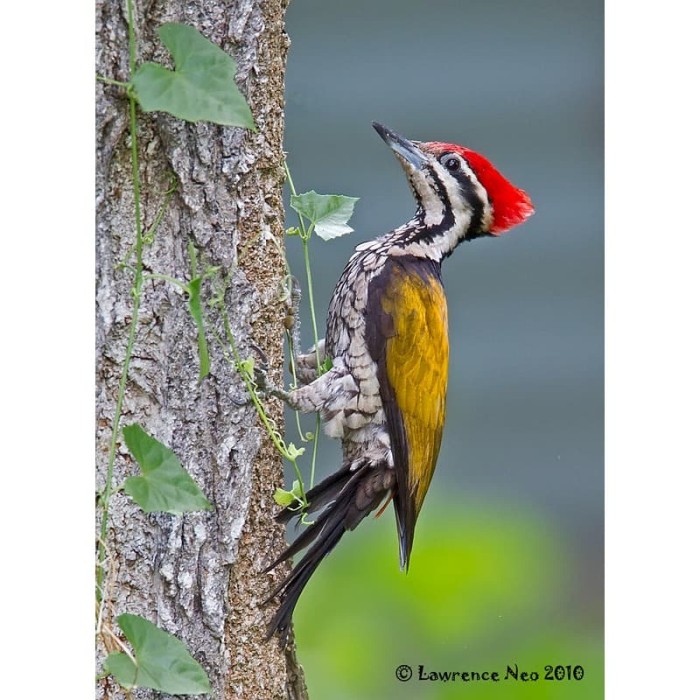 Jual Woodpecker Pelatuk Bawang Jantan Jakarta Utara Satrio Rbf